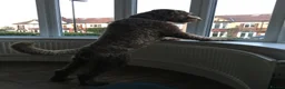 Labradoodle dogs for stud: JucaDoodles Rafael in Sheffield - Advert 8