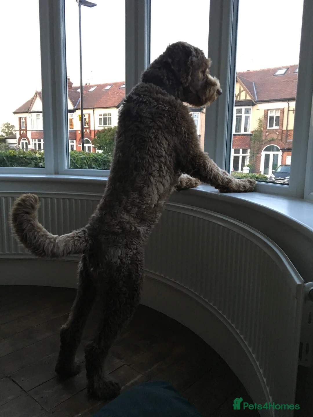Labradoodle dogs for stud: JucaDoodles Rafael in Sheffield - Advert 8
