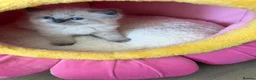 Ragdoll cats for sale: 7 Stunning Baby Ragdolls - Advert 13