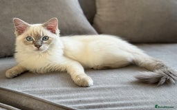 Ragdoll cats for sale: Male Ragdoll Kitten  - Image 1