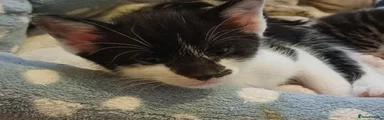 Zorro