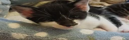 Mixed Breed cats for sale: Siamese x kittens - Advert 18