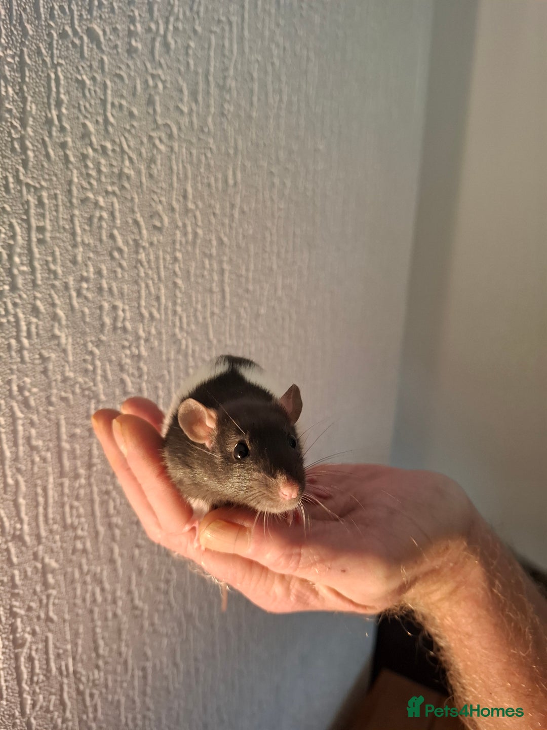 Rat rodents for sale: BABY RATS  - Advert 9