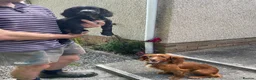 Cocker Spaniel dogs for sale: Very well-bred working Cocker available - Advert 6
