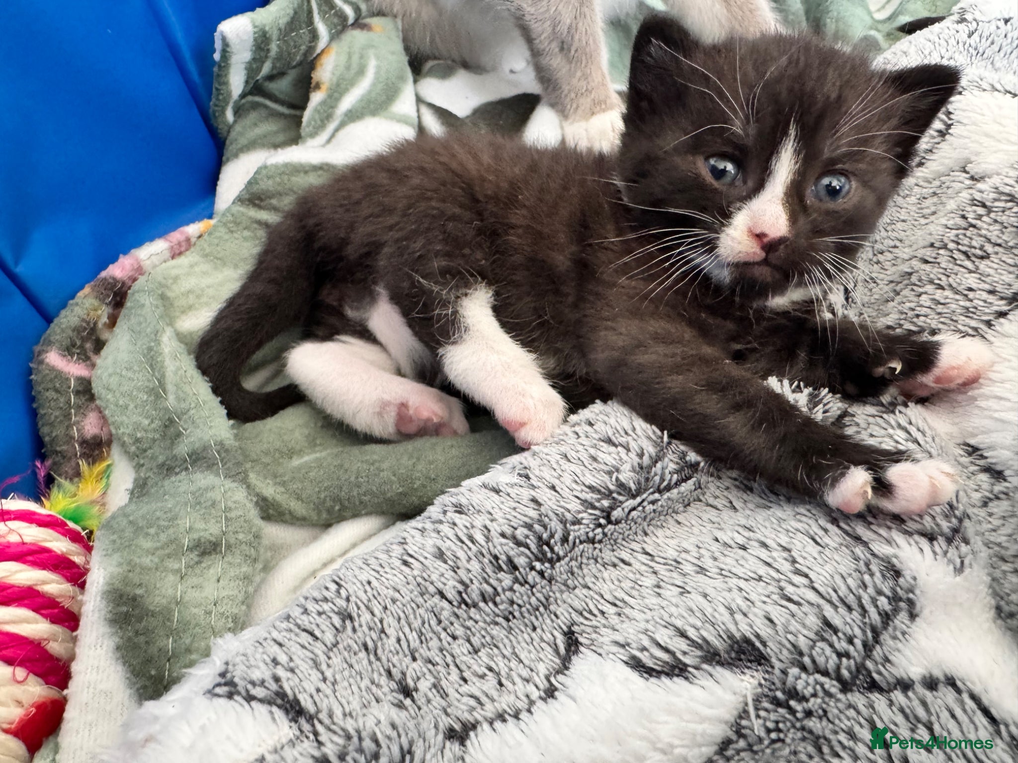 Siamese cats Siamese stunners  - Advert 2