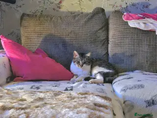 Mixed Breed cats Mercury for adoption - Advert 1