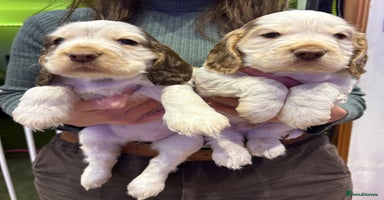 Cocker Spaniel dogs KC Show Cocker Spaniel * 2 LEFT * DNA Simbawood  - Advert 16