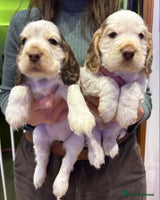 Cocker Spaniel dogs KC Show Cocker Spaniel * 2 LEFT * DNA Simbawood - Advert 10