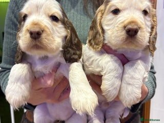 Cocker Spaniel dogs KC Show Cocker Spaniel * 2 LEFT * DNA Simbawood - Advert 3