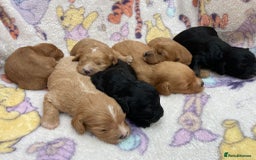 Cavapoo dogs for sale: F1 Health tested Cavapoos  - Image 6