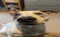 Mixed Breed dogs for sale: Australian cattle dog x whippet  - Advert 6