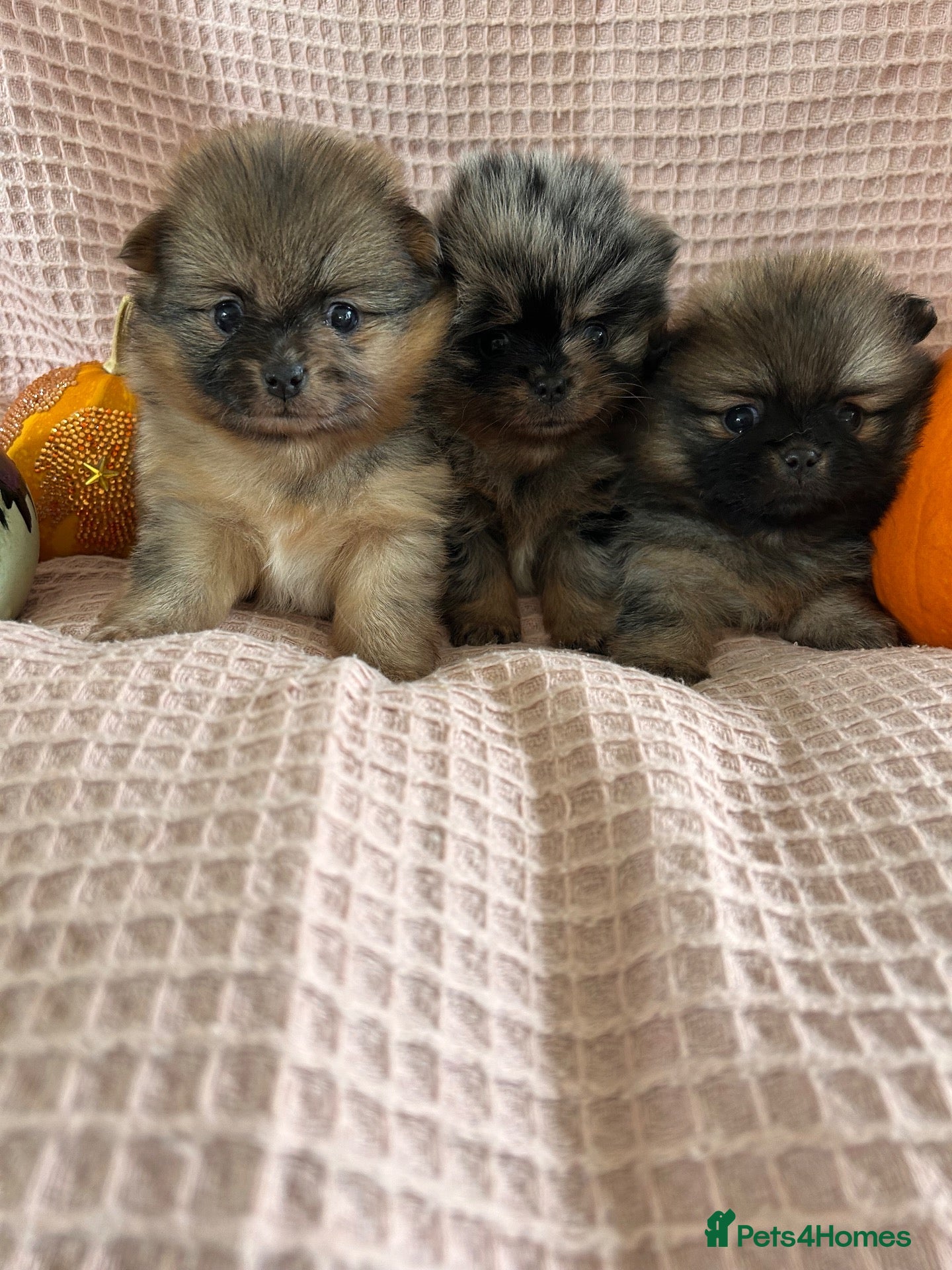Pomeranian dogs Double coat stunning Pomeranians - Advert 20