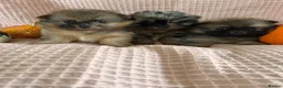 Pomeranian dogs for sale: Double coat stunning Pomeranians - Advert 1