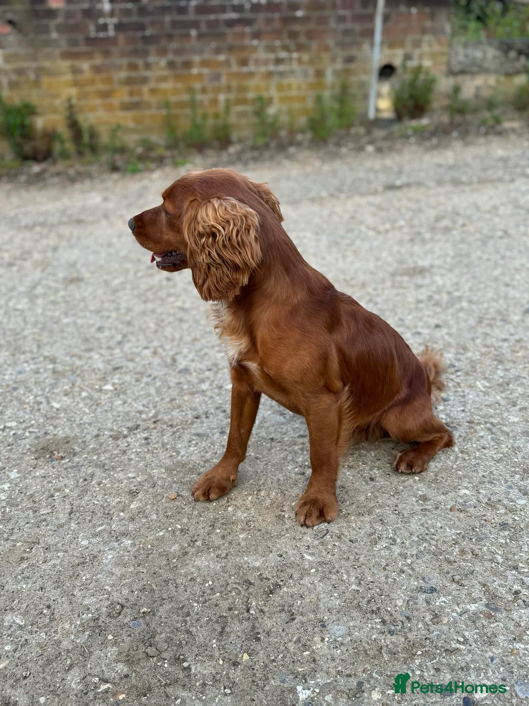 Cocker Spaniel dogs for stud: Proven Red KC REG Working Cocker Spaniel STUD in Chelmsford - Advert 9