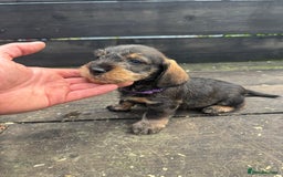 Dachshund dogs for sale: Teckle pups available  - Image 4