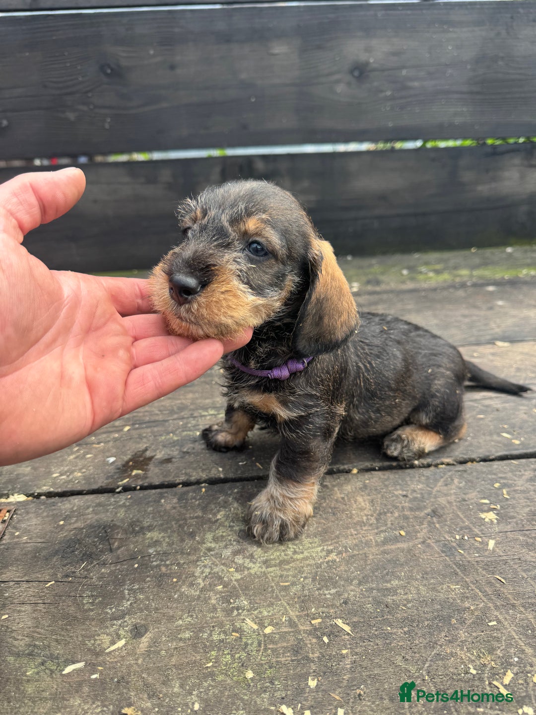 Dachshund dogs for sale: Teckle pups available  - Image 4