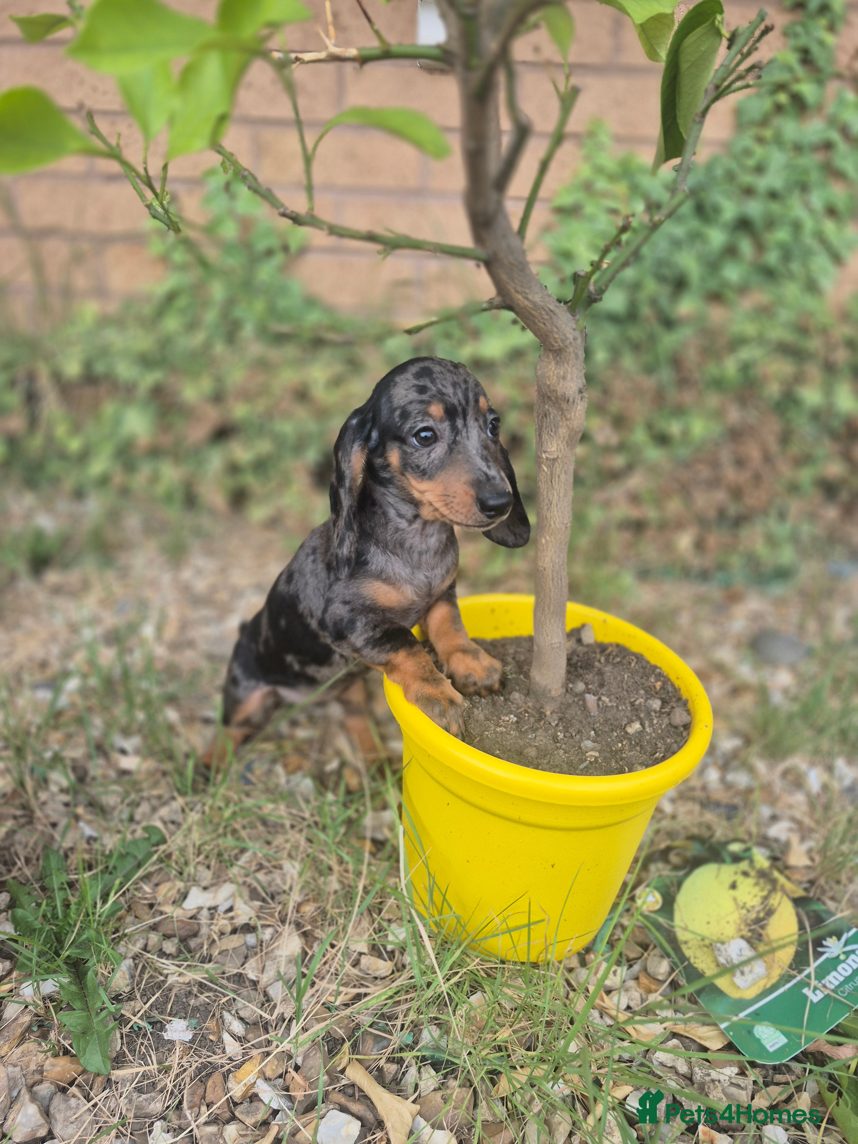 Dachshund dogs Outstanding minature dauchaund Puppies - Advert 2