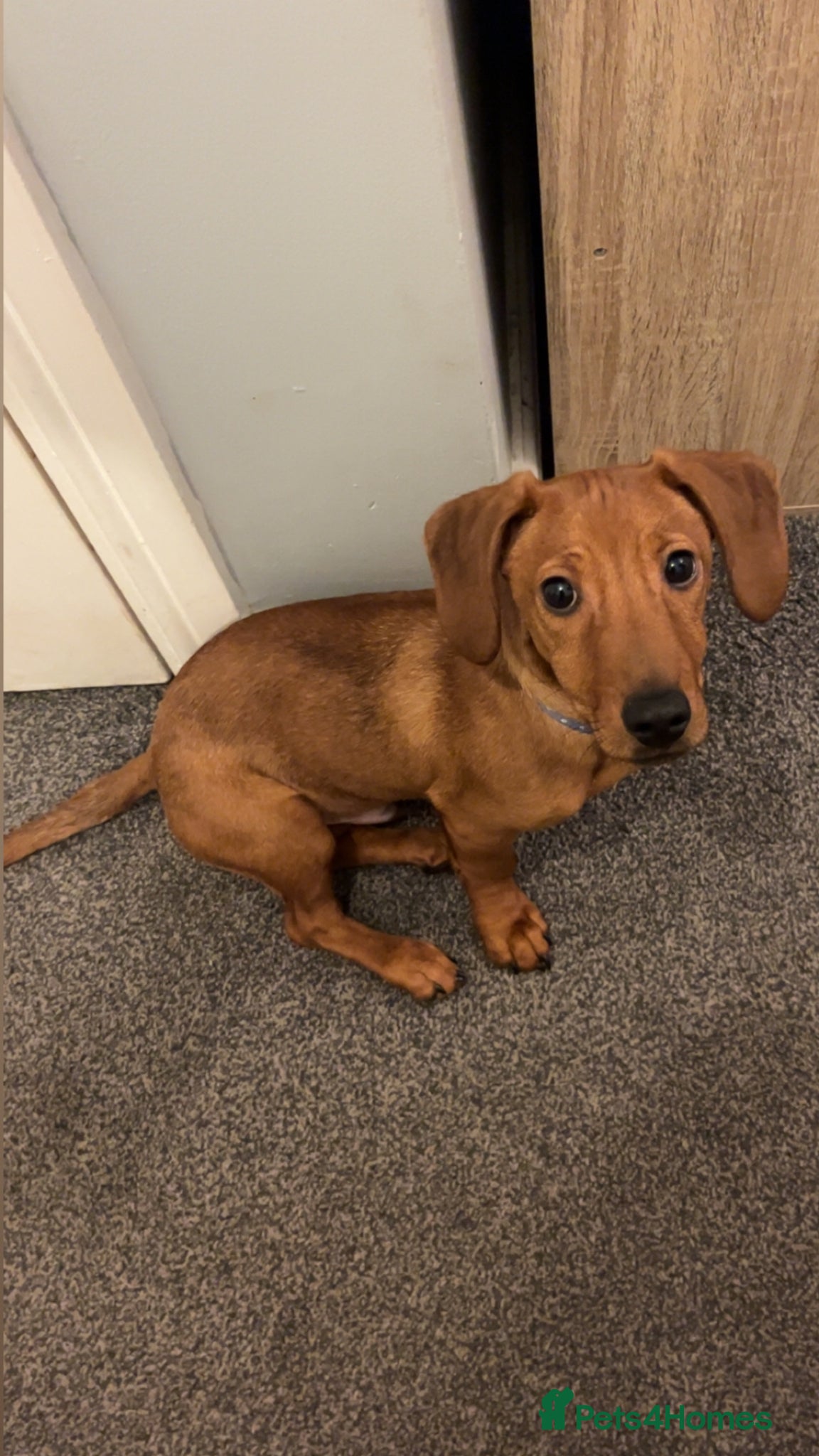 Mixed Breed dogs Dachshund cross - Advert 1