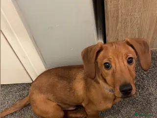 Mixed Breed dogs Dachshund cross - Advert 1