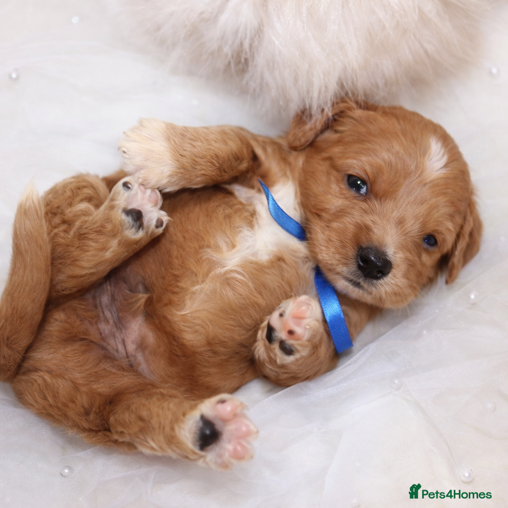 Goldendoodle dogs Top Quality F1 Bicolour Goldendoodle  - Advert 15