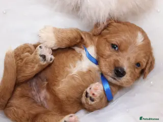 Goldendoodle dogs Top Quality F1 Bicolour Goldendoodle - Advert 15