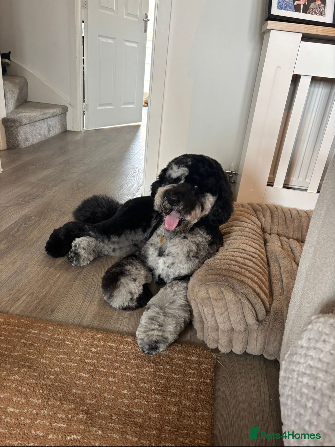 Mixed Breed dogs for sale: Beautiful miniature labradoodle puppies  - Advert 17