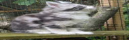 Maine Coon cats for sale: Pair of Maine Coon kittens from Registered parents - Advert 12