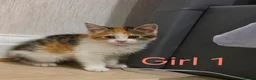 Mixed Breed cats for sale: ​🐾 6 Beautiful Kittens ready to go 💙🩷 - Advert 30