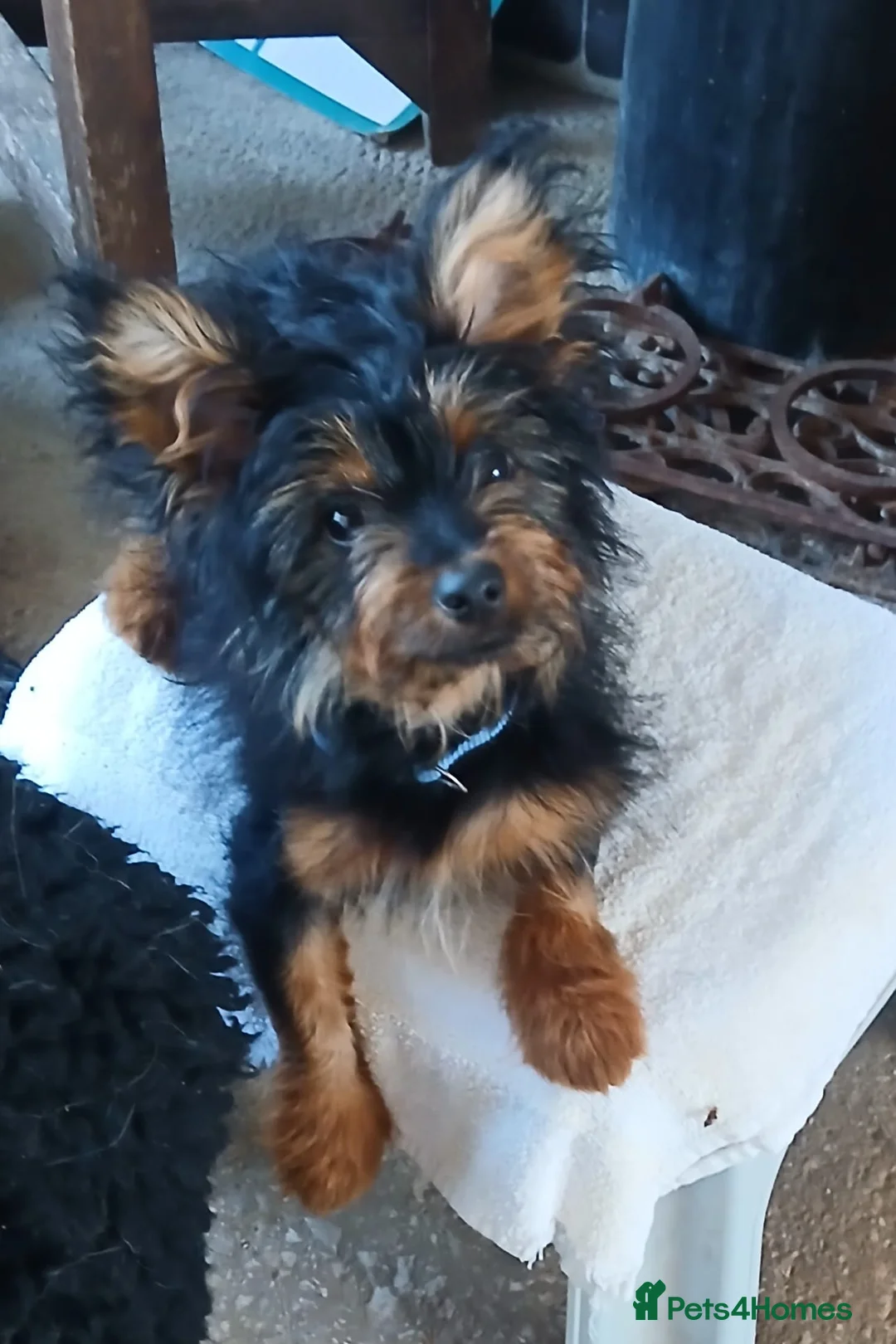 Mixed Breed dogs for adoption: Mini-Max - Advert 5