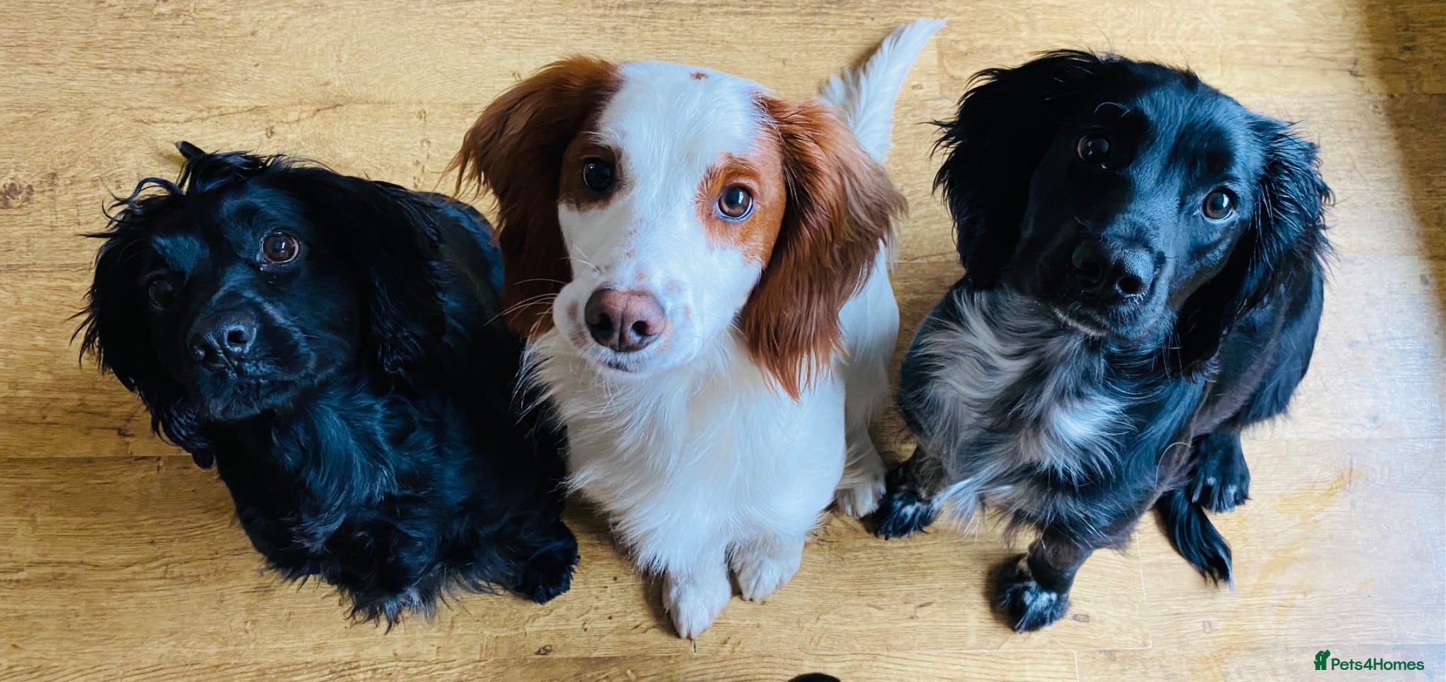 Cocker Spaniel dogs Cocker spaniel puppies 🐶  - Advert 14