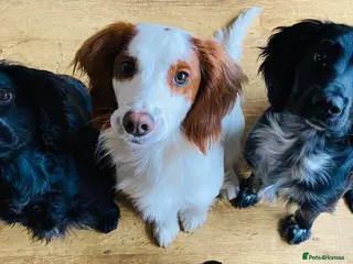 Cocker Spaniel dogs Cocker spaniel puppies 🐶 - Advert 14