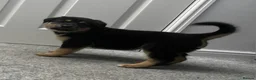 Sheprador dogs for sale: Sheprador Puppies – German Shepherd × Labrador - Advert 29