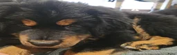 Tibetan Mastiff dogs for sale: Tibetan Mastiff Puppies - Advert 12