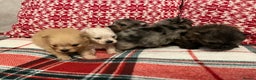 Pomeranian dogs for sale: Stunning Pomeranian puppys - Advert 23