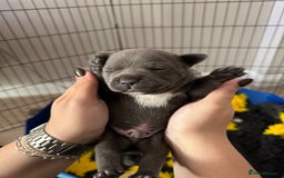 Staffordshire Bull Terrier dogs for sale: 🐶 KC Reg Staffordshire Bull Terrier Puppies 🐶 - Image 7