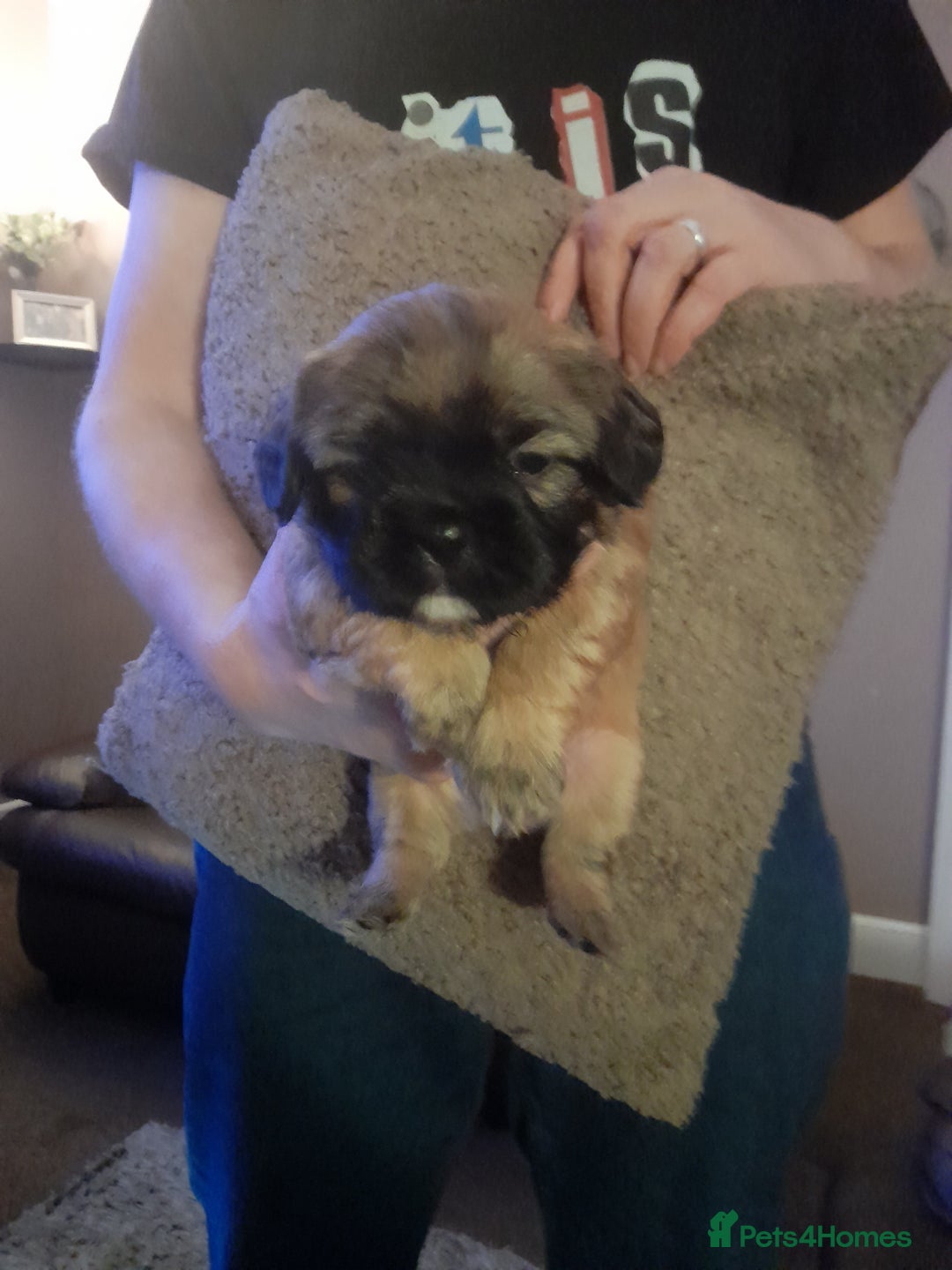 Mixed Breed dogs for sale: French bulldog cross shih tzu puppies. - Advert 5