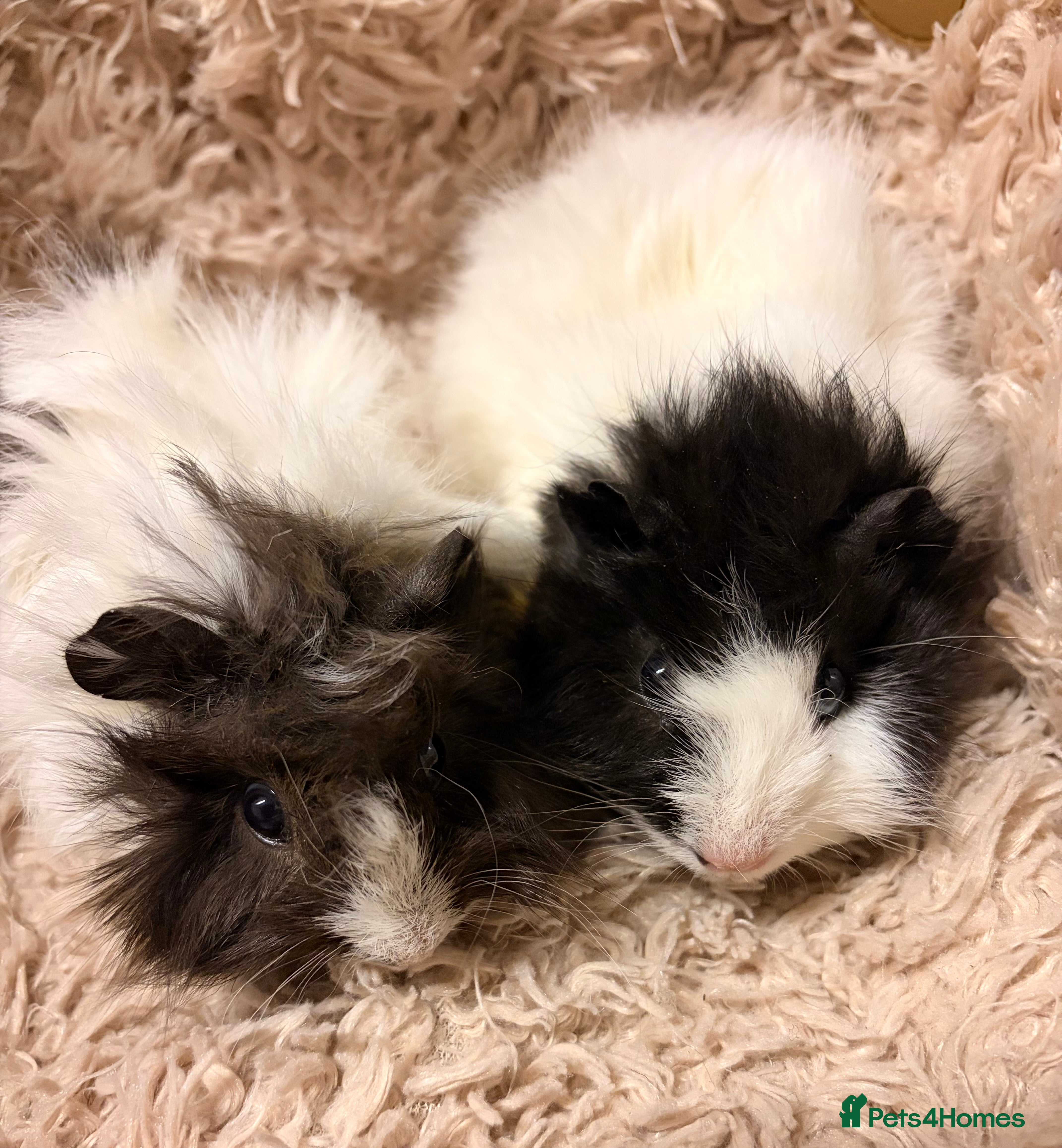 Guinea Pig rodents GORGEOUS BABY GUINEA PIGS - Advert 11