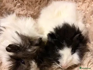 Guinea Pig rodents GORGEOUS BABY GUINEA PIGS - Advert 11