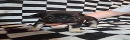 Pug dogs for sale: Kc registered Pug puppies  - Advert 9