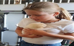 Mixed Breed dogs for adoption: Buddy - Norwich Norfolk  - Image 17