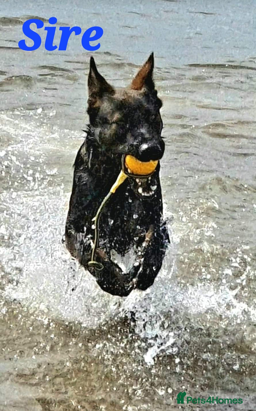 German Shepherd dogs for sale: Superb Working Line German Shepherds  - Advert 15