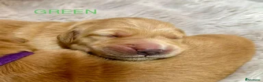 Golden Retriever Puppy - Green
