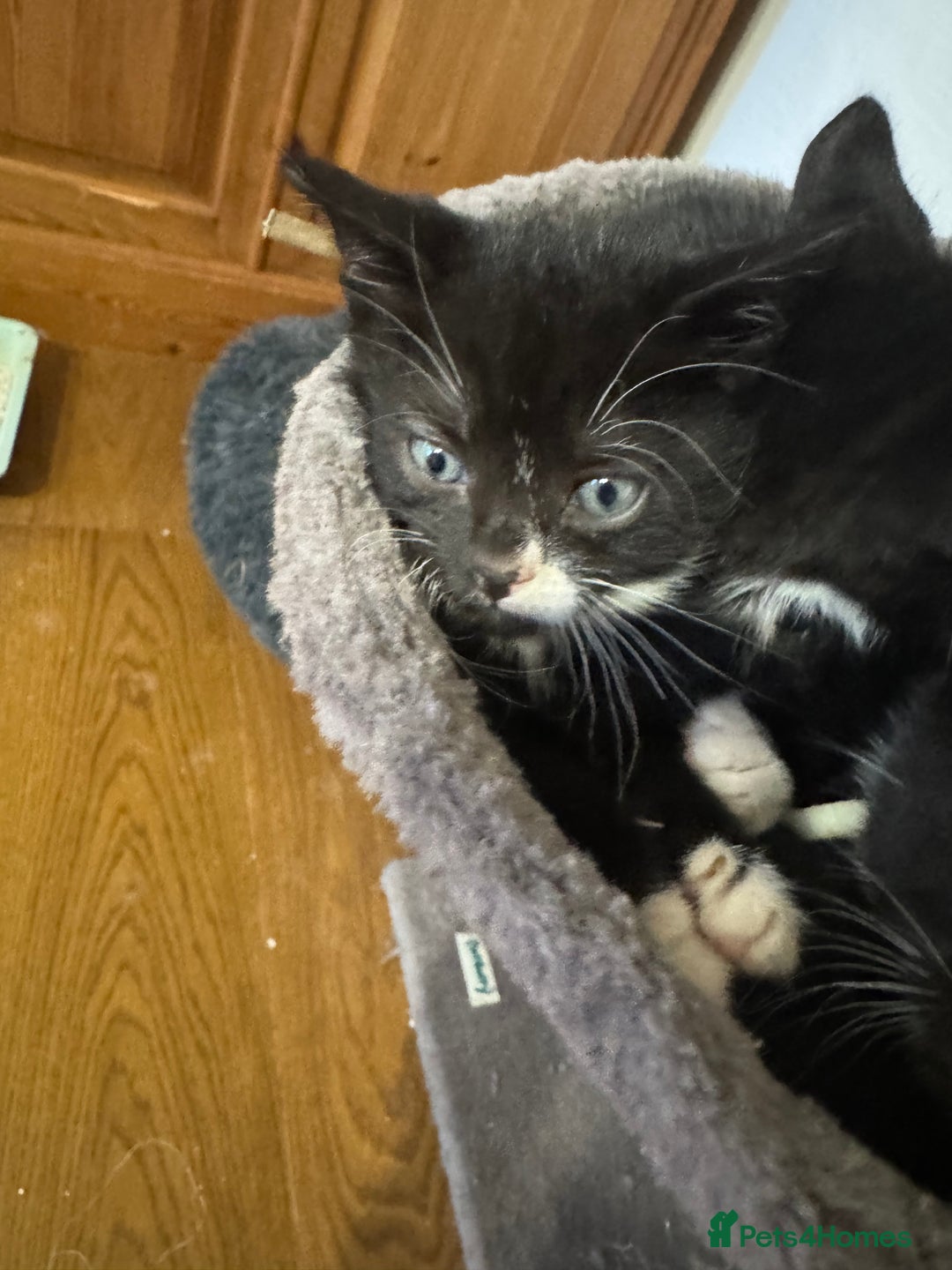 Mixed Breed cats for sale: Black and white kittens - Image 10