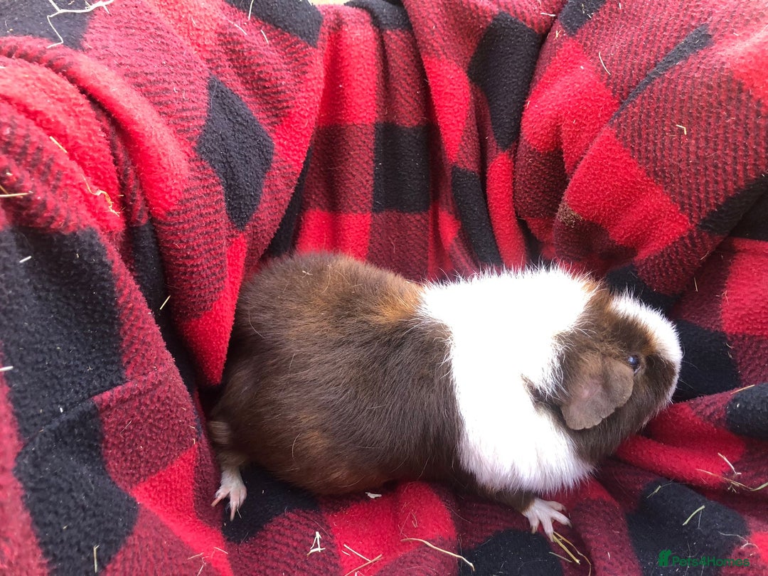 Guinea Pig rodents for sale: Female guinea pig for adoption - Image 3