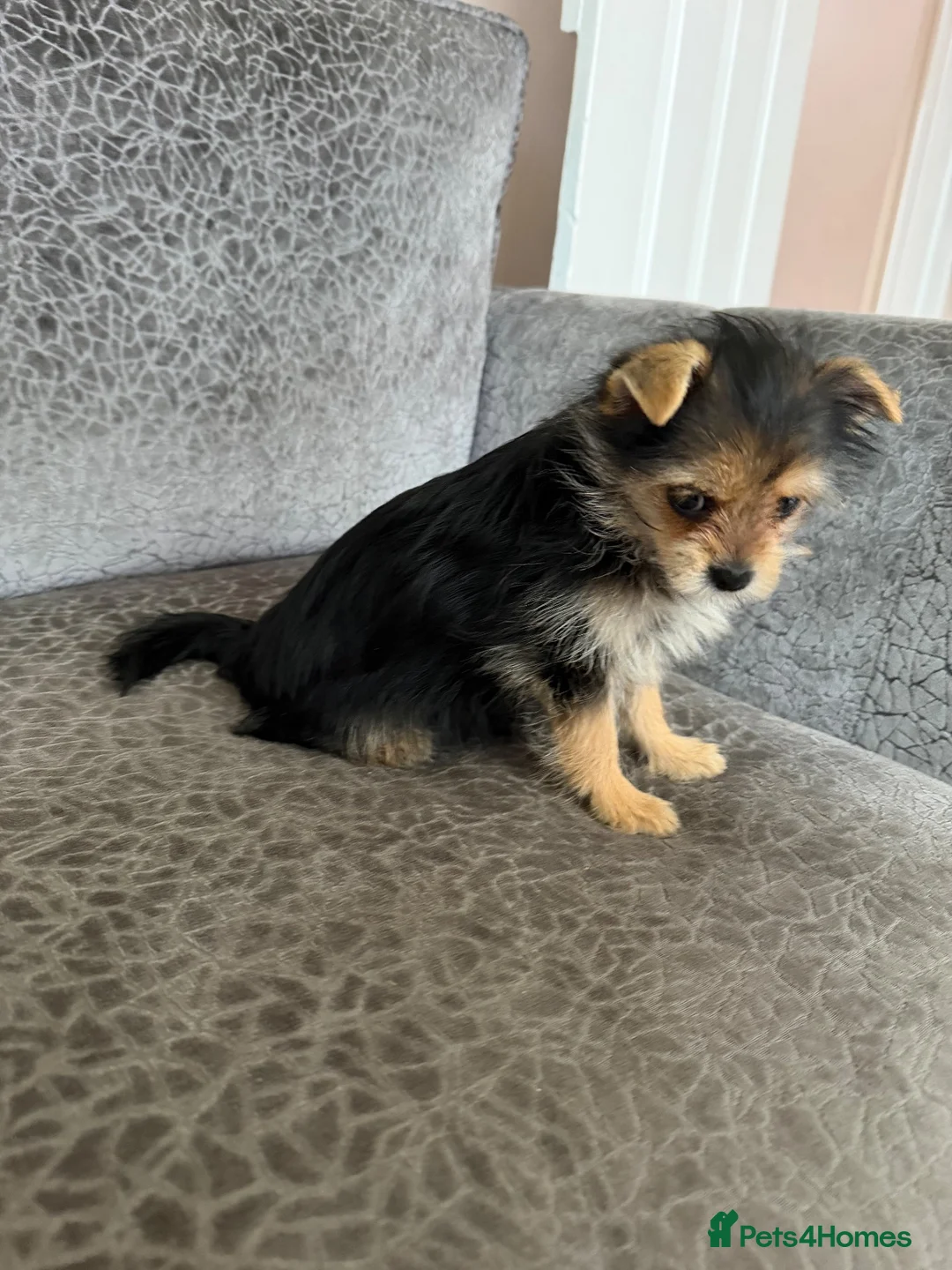 Yorkshire Terrier dogs for sale: Yorkshire Terrier Pup  in Spalding - Advert 4