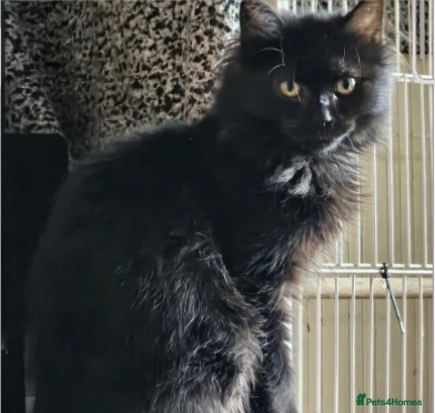 Mixed Breed cats Beautiful Scraggy looking for forever home in Hook - Advert 7