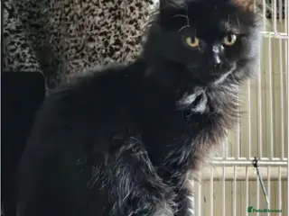 Mixed Breed cats Beautiful Scraggy looking for forever home in Hook - Advert 7