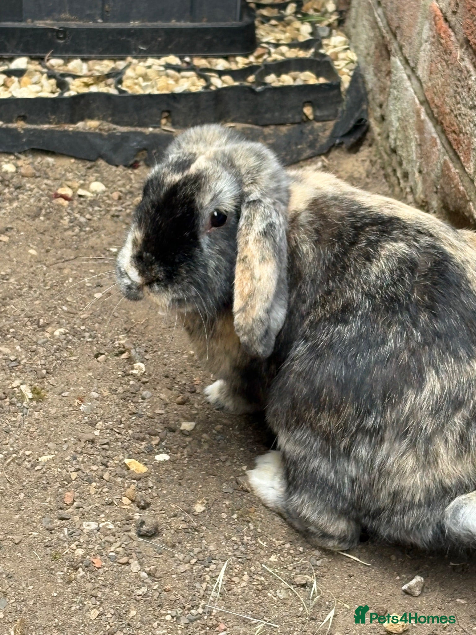 Mini Lop rabbits Male neutered  - Advert 15