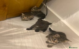 Mixed Breed cats for sale: 2 girl long haired tabby kittens  - Image 2