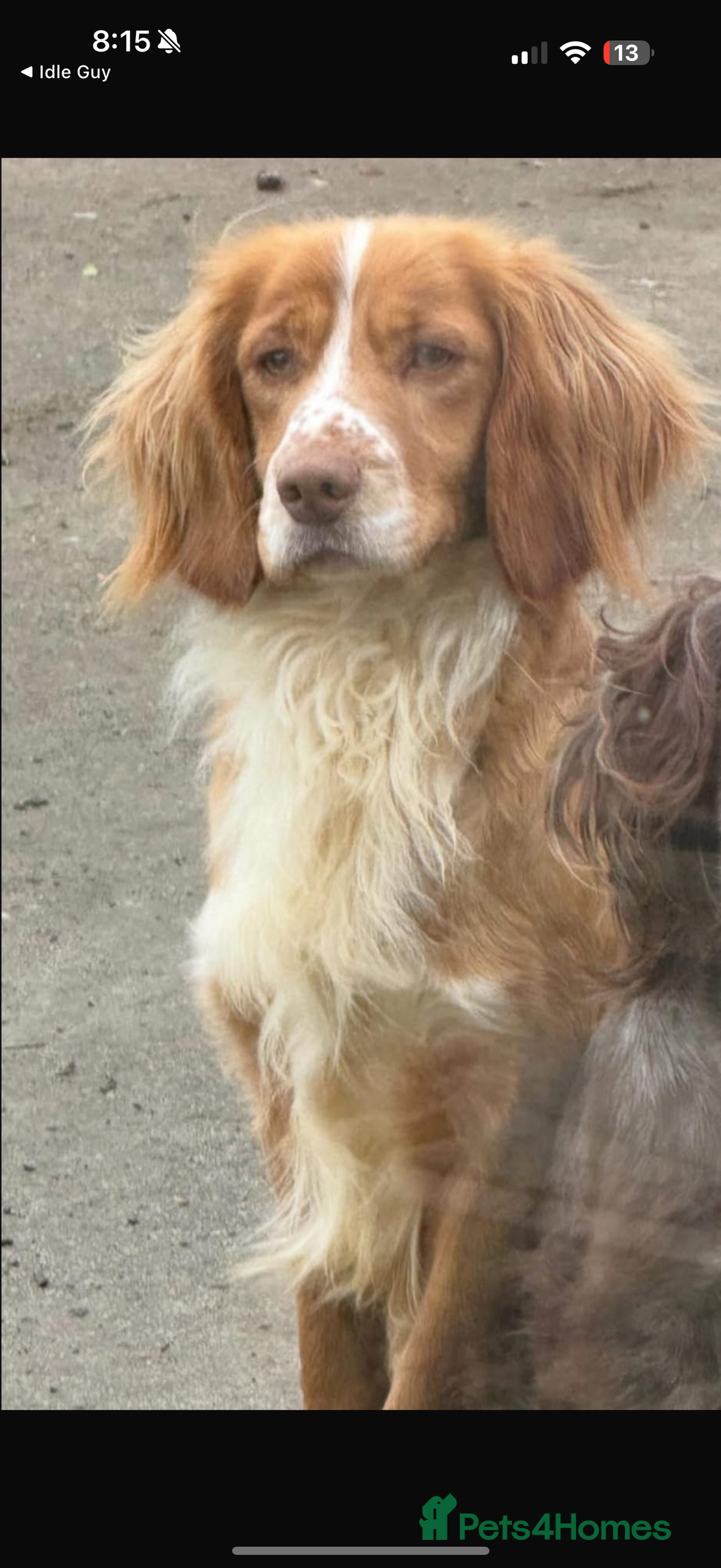 Cocker Spaniel dogs for sale: 4 beautiful cocker spaniels  - Image 9